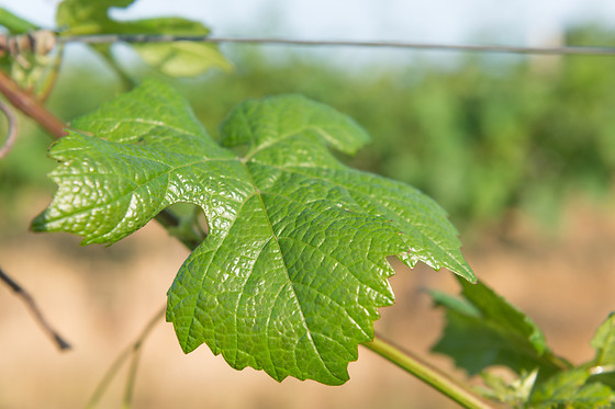 Scea Domaine des Gabies - photo 3