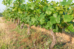 Scea Domaine des Gabies