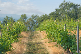 Scea Domaine des Gabies