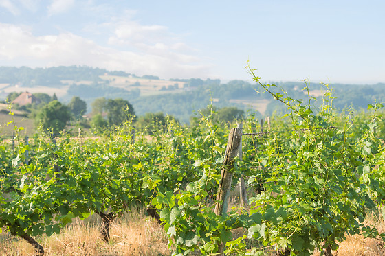 Scea Domaine des Gabies - photo 7