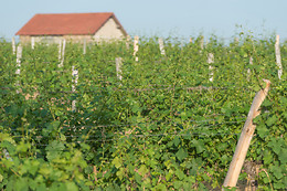 Scea Domaine des Gabies