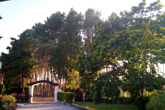 PINHEIRINHOS- QUINTA DE SÃO CAETANO - photo 11