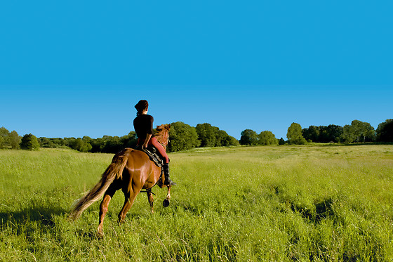 Le Haras des Ouches - photo 3