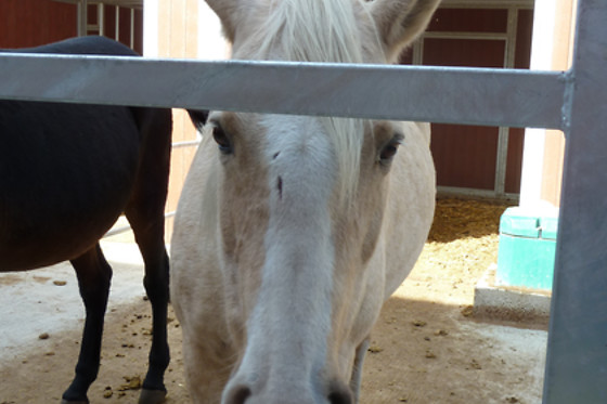 Zucht- und Reitstall Gentinetta - photo 12