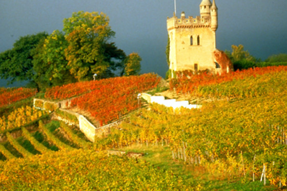 Domaine du Pampre - photo 2