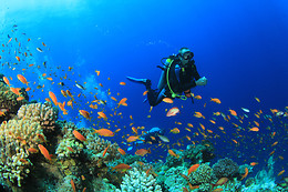 ECO-DIVE