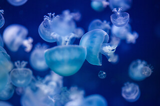 Sortie à l'aquarium pour 2 - L'Aquarium de Paris - Paris (75016)