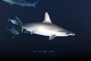 Sortie à l'aquarium pour 2 - L'Aquarium de Paris - Paris (75016)