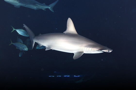 Sortie à l'aquarium pour 2 - L'Aquarium de Paris - Paris (75016)
