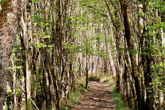 O Création bois - photo 12