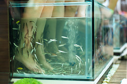 Fish dels Peus