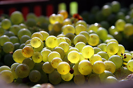Cantina Cavallini