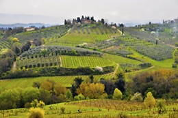 Vini Toscani