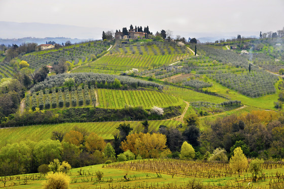 Vini Toscani - photo 2