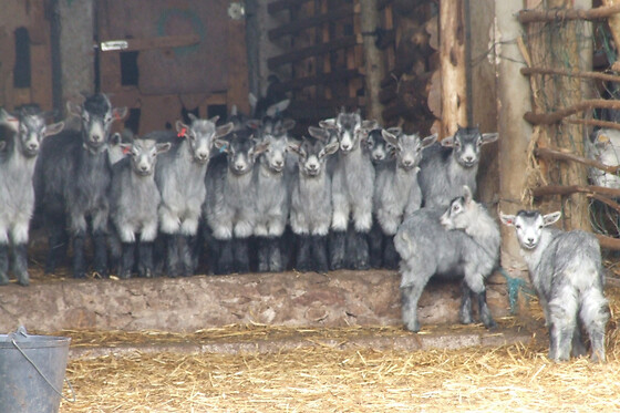 Vumba Agroturismo - photo 8