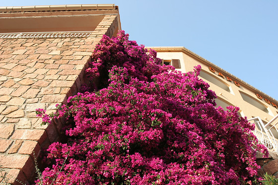 Hôtel Capo D'Orto*** - photo 0