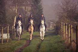 Haras du Loup