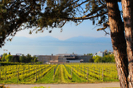 Domaine Henri Cruchon