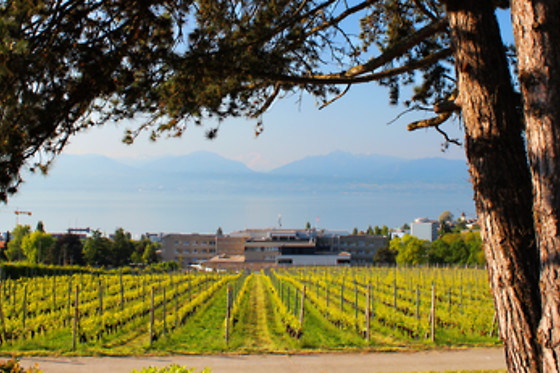 Domaine Henri Cruchon - photo 2