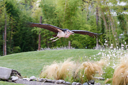 Falconeria Locarno