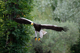 Falconeria Locarno