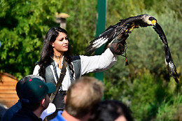 Falconeria Locarno