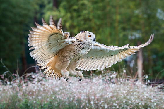 Falconeria Locarno - photo 10