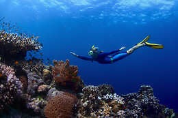 ECO-DIVE