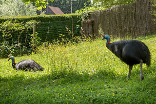 Entrée groupe au zoo - Parc zoologique de Maubeuge - Maubeuge (59)