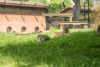 Entrée groupe au zoo - Parc zoologique de Maubeuge - Maubeuge (59)