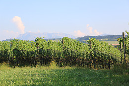 Weinbau Haselrain