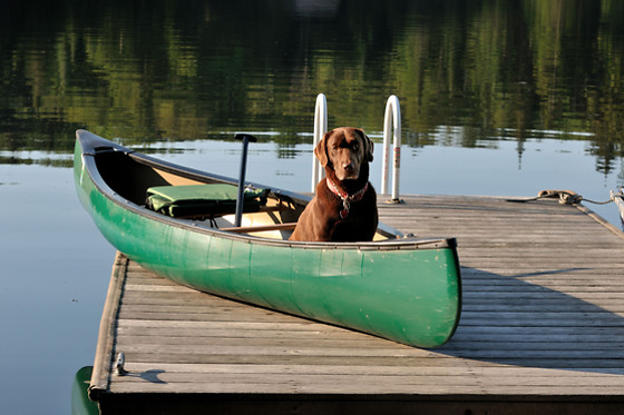 Met de hond op weekend