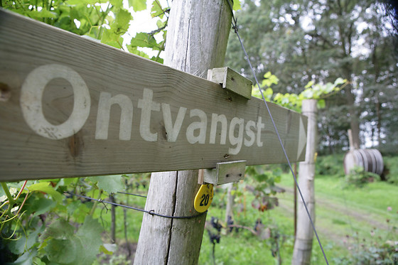Wijngaard aan de Breede Beek - photo 0