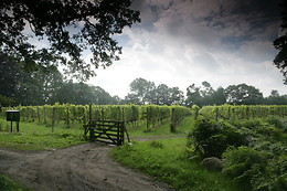 Wijngaard aan de Breede Beek