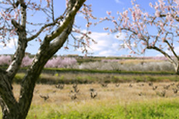 LA CASA RURAL DE CALATAÑAZOR