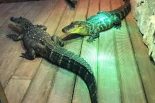 Een geleid bezoek aan de reptielen en dieren met voederen en verzorgen bij Mike's Repitpark (Doornik - Henegouwen)