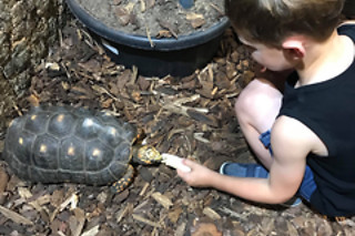 Een geleid bezoek aan de reptielen en dieren met voederen en verzorgen bij Mike's Repitpark (Doornik - Henegouwen)