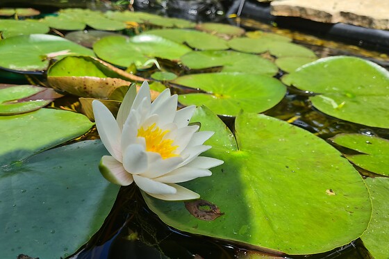 Le Souffle du Saule - photo 18