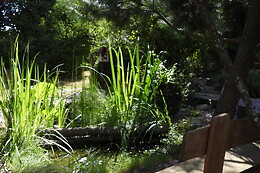 Le Souffle du Saule
