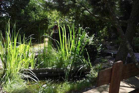 Le Souffle du Saule - photo 19