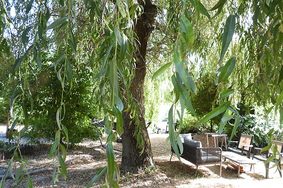 Le Souffle du Saule - photo 6