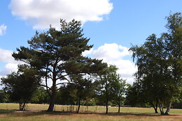 Le Souffle du Saule