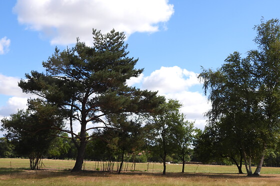 Le Souffle du Saule - photo 21