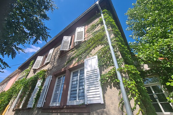 Le Souffle du Saule - photo 0