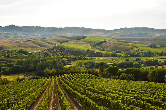 Cantina Wine Shop Badia di Morrona - photo 5