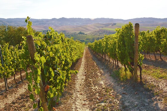 Cantina Wine Shop Badia di Morrona - photo 4