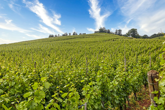 Vignobles François Baur - photo 3