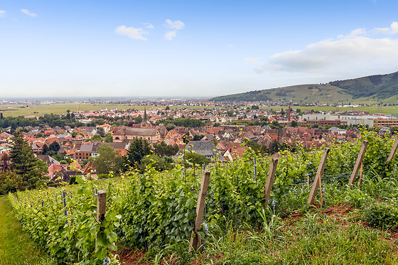 Vignobles François Baur - photo 4
